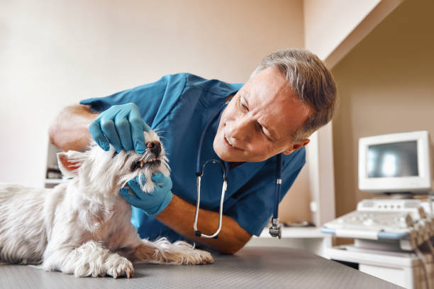 Best Emergency Treatment for Dental Infections or Abscesses in Maugansville, MD